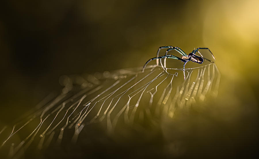 Spider Photograph - Glorious by Atul Saluja