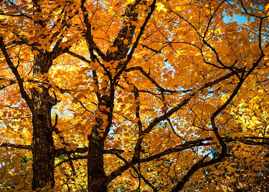 Glorious Autumn Photograph by Karen Wiles