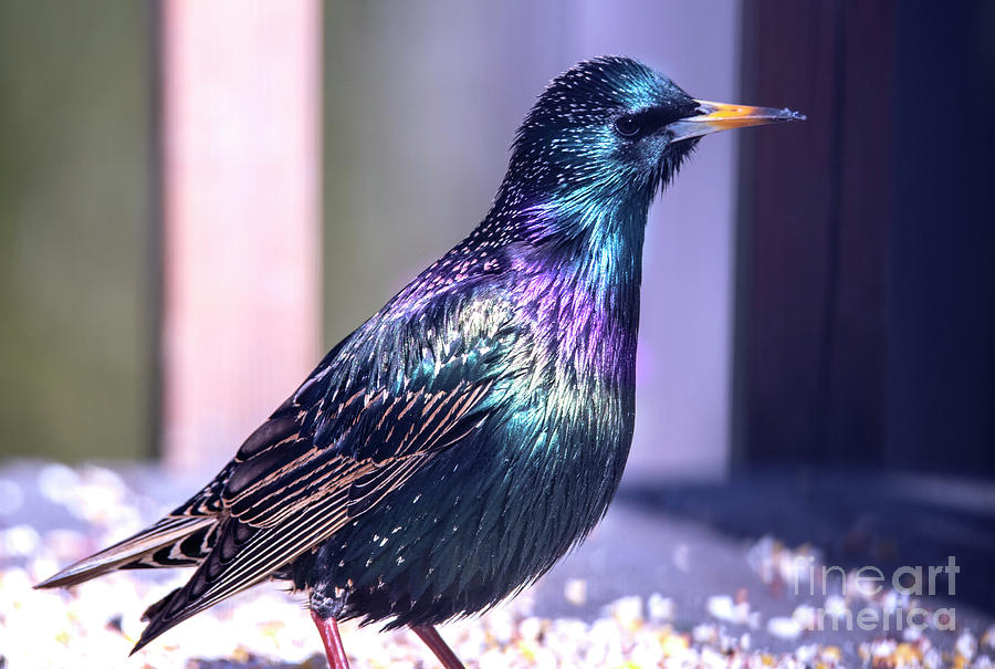 Glorious Color on the Starling Photograph by Sandra Js