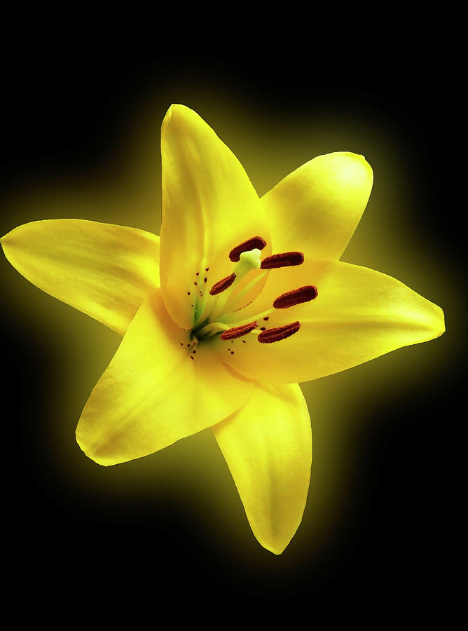 Glorious Glowing Yellow Lily Photograph by Johanna Hurmerinta