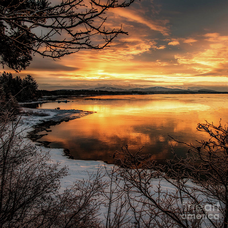 Glorious Golds by Susan Garver Glorious Golds by Susan Garver