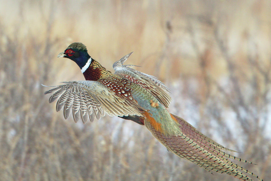 Glorious Pheasant Cock Photograph by David C Stephens