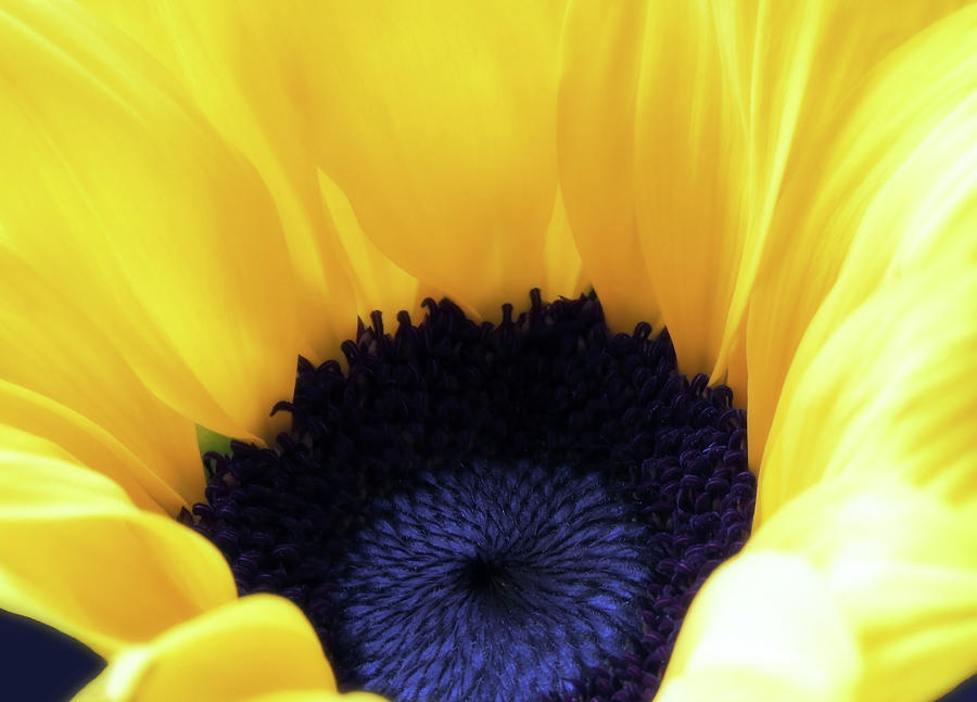 Glorious Sunflower Closeup Photograph by Johanna Hurmerinta