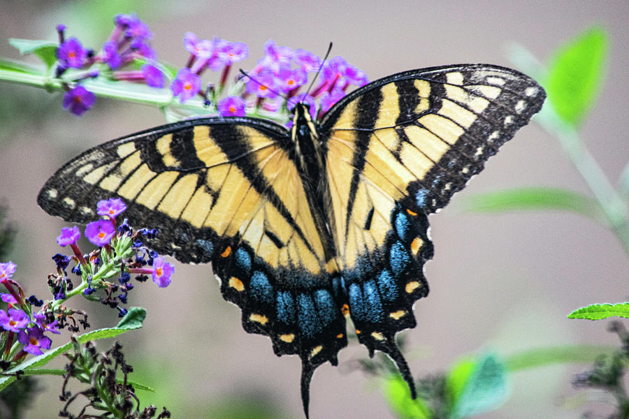 Glorious Swallowtail Photograph by Mary Ann Artz