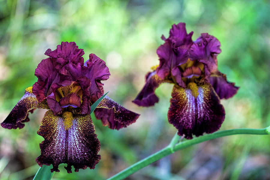 Glorious Twin Burgundy Iris Blossoms Photograph by Kathy Clark