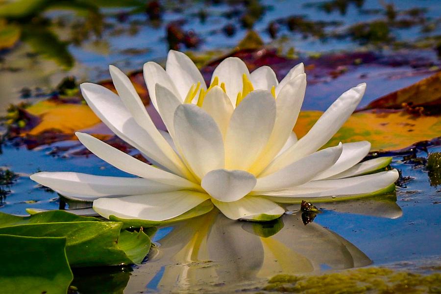 Glorious Water Lily Photograph by Susan Rydberg