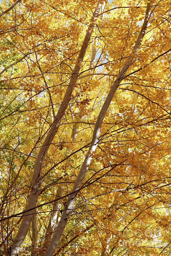 Glorious Yellow Autumn Trees Photograph by Carol Groenen
