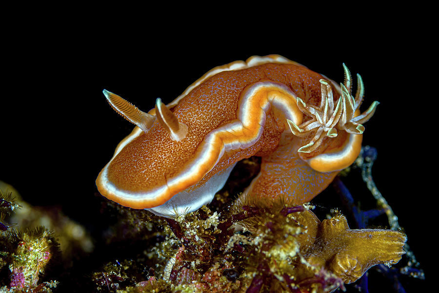 Glossodoris Nudibranch, Anilao Photograph by Bruce Shafer