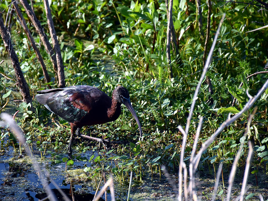 Glossy Ibis 006 Photograph by Christopher Mercer