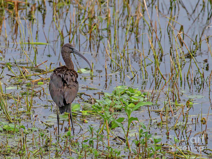 Glossy Ibis by Blair Howell Glossy Ibis by Blair Howell