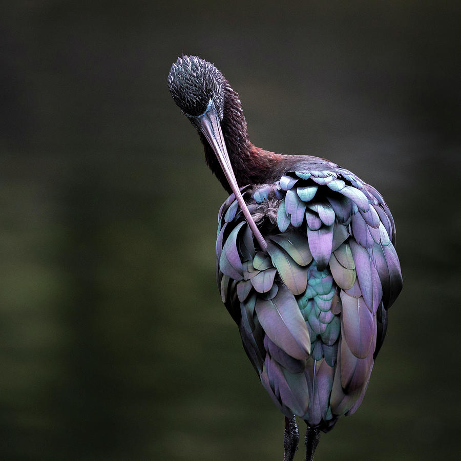 Glossy Ibis Photograph by Diana Andersen