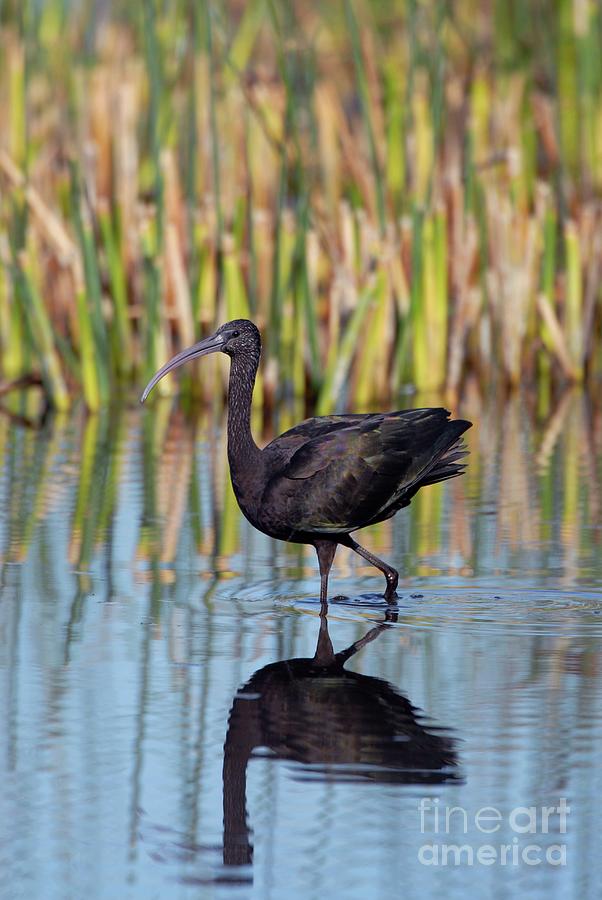 Glossy Ibis Photograph by Peter Chadwick/science Photo Library - Fine ...