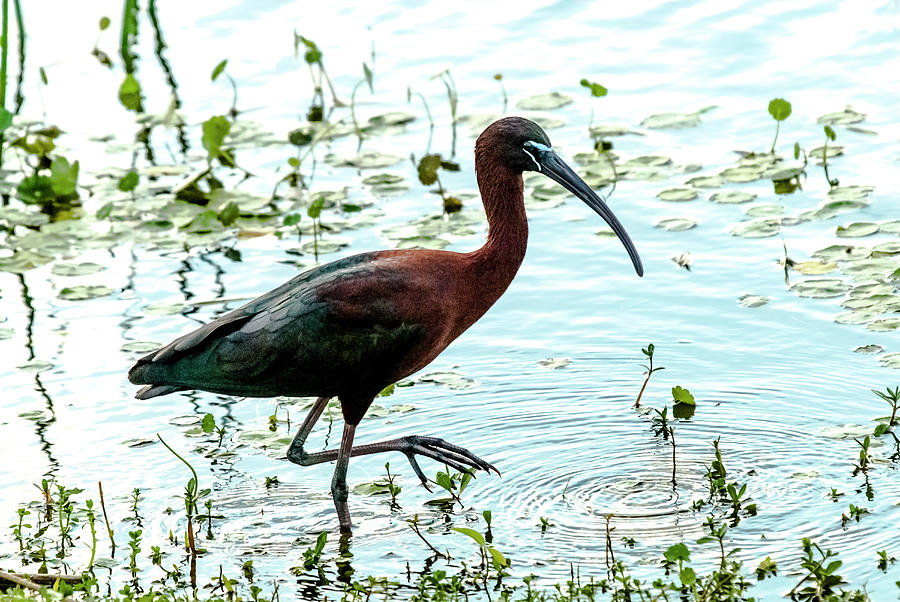 Glossy Ibis Walking In Water Photograph by Chris Minerva
