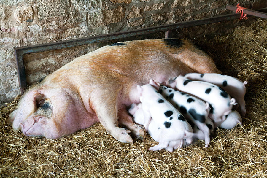 Gloucester Old Spot Sow And Her Litter Photograph