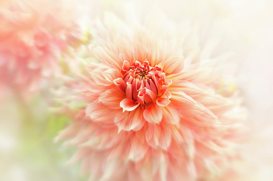Flower Photograph - Glow by Jacky Parker