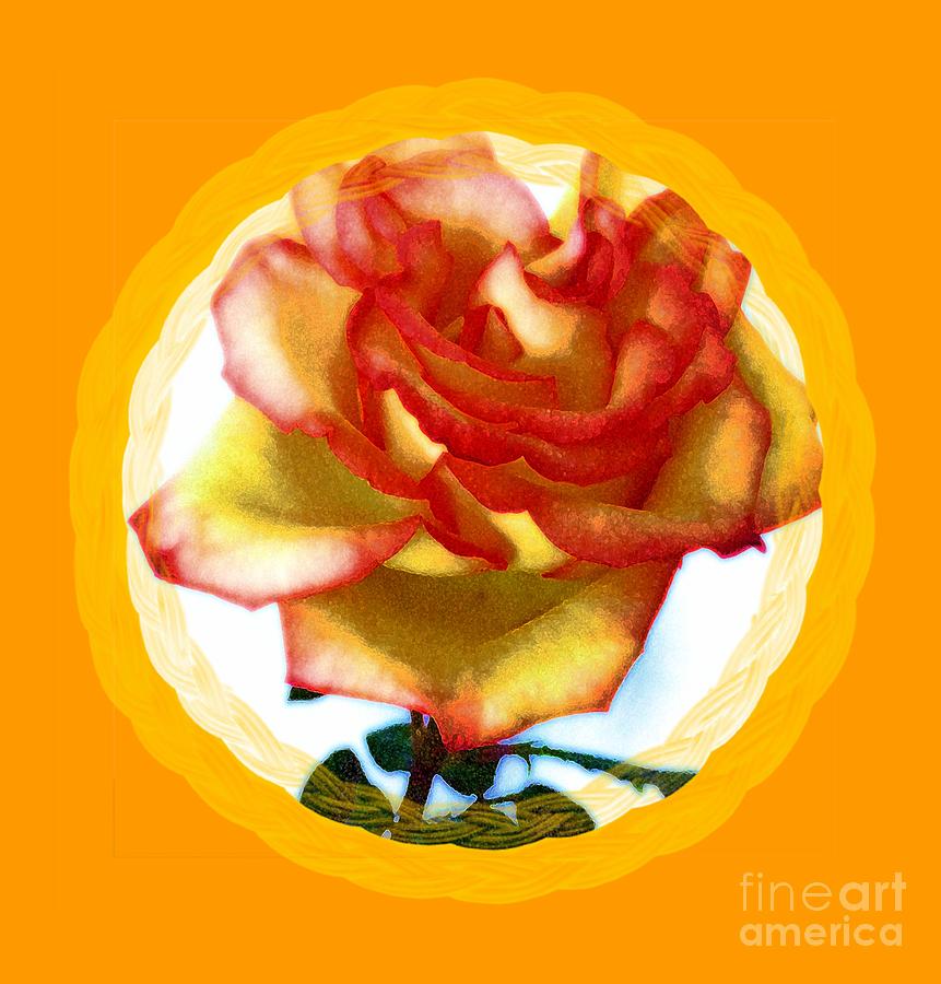 Glow of a Special Rose Photograph by Barbie Corbett-Newmin
