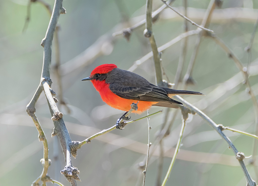 Glow of the Vermilion Flycatcher Photograph by Loree Johnson
