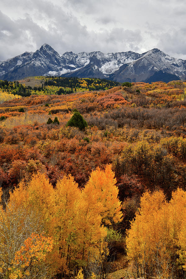Glowing Aspens at Dallas Divide Photograph by Ray Mathis