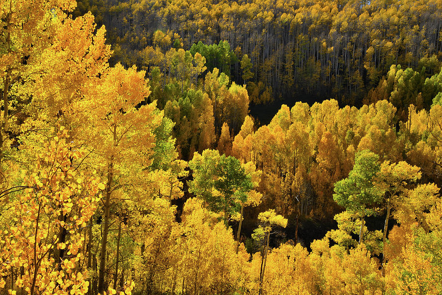 Glowing Aspens at Woods Lake State Wildlife Area Photograph by Ray Mathis