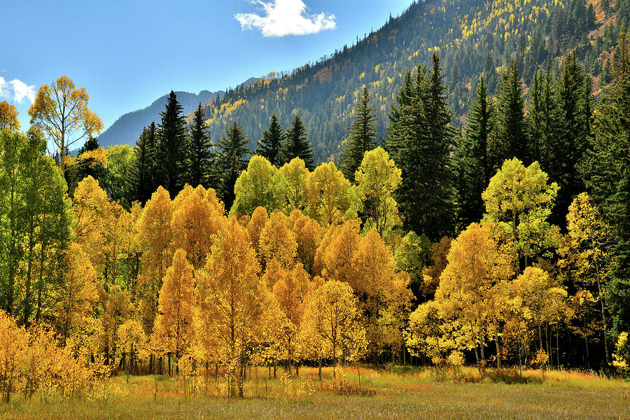 Glowing Aspens Beneath McClure Pass Photograph by Ray Mathis