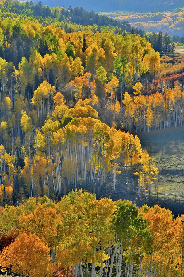 Glowing Aspens from Wilson Mesa Ranch Road Photograph by Ray Mathis
