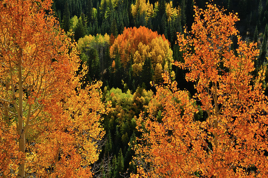 Glowing Aspens on Million Dollar Highway Photograph by Ray Mathis