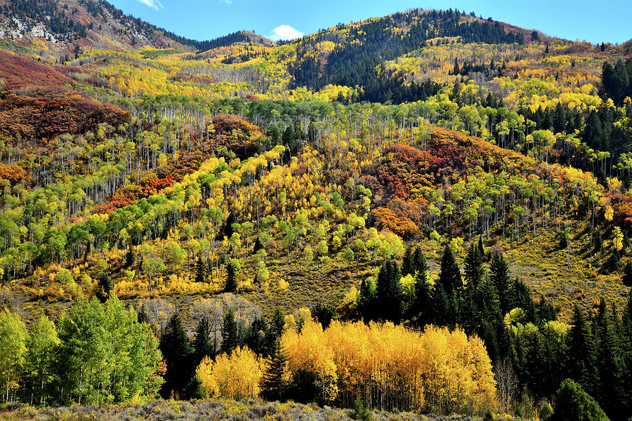 Glowing Aspens on Mountainsides along Highway 133 Photograph by Ray Mathis