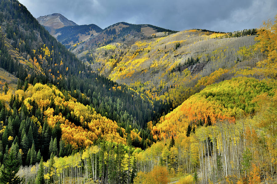 Glowing Aspens on Mountainsides Along HWY 145 in CO Photograph by Ray Mathis