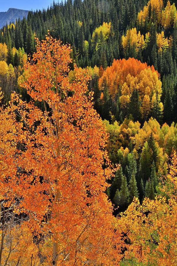 Glowing Aspens South of Molas Pass Photograph by Ray Mathis