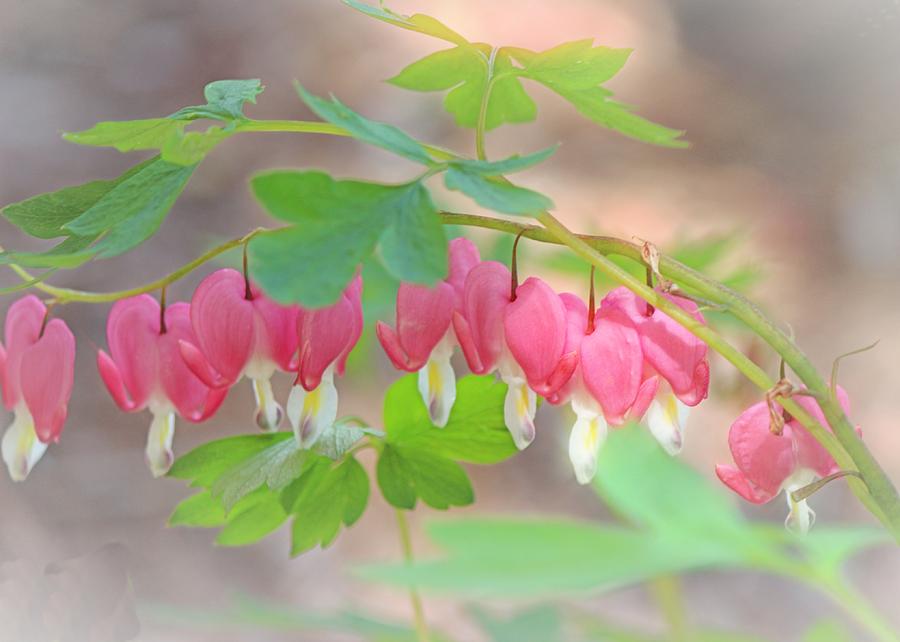 Glowing Bleeding Heart Photograph by Mary Pille - Fine Art America