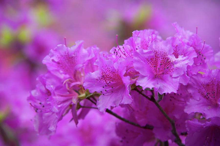 Glowing Bloom of Rhododendron Purple Triumph  Photograph by Jenny Rainbow