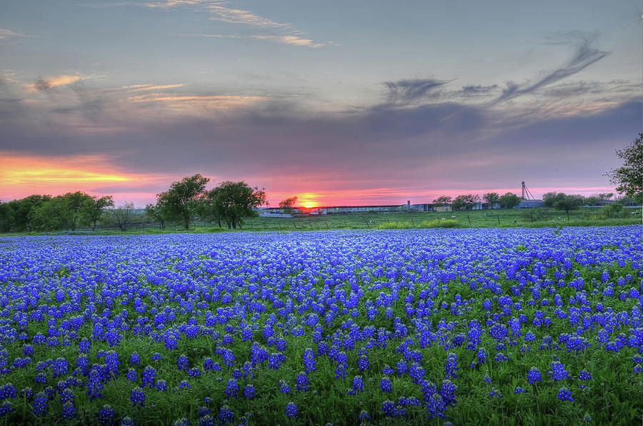 Glowing Bluebonnets Photograph by Ronnie Wiggin
