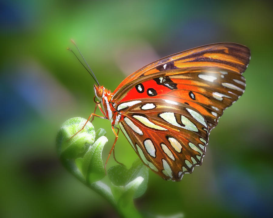Glowing Butterfly Photograph by Mark Andrew Thomas