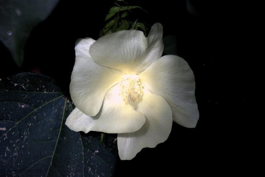 Glowing Cotton Blossom by Kathy Barney