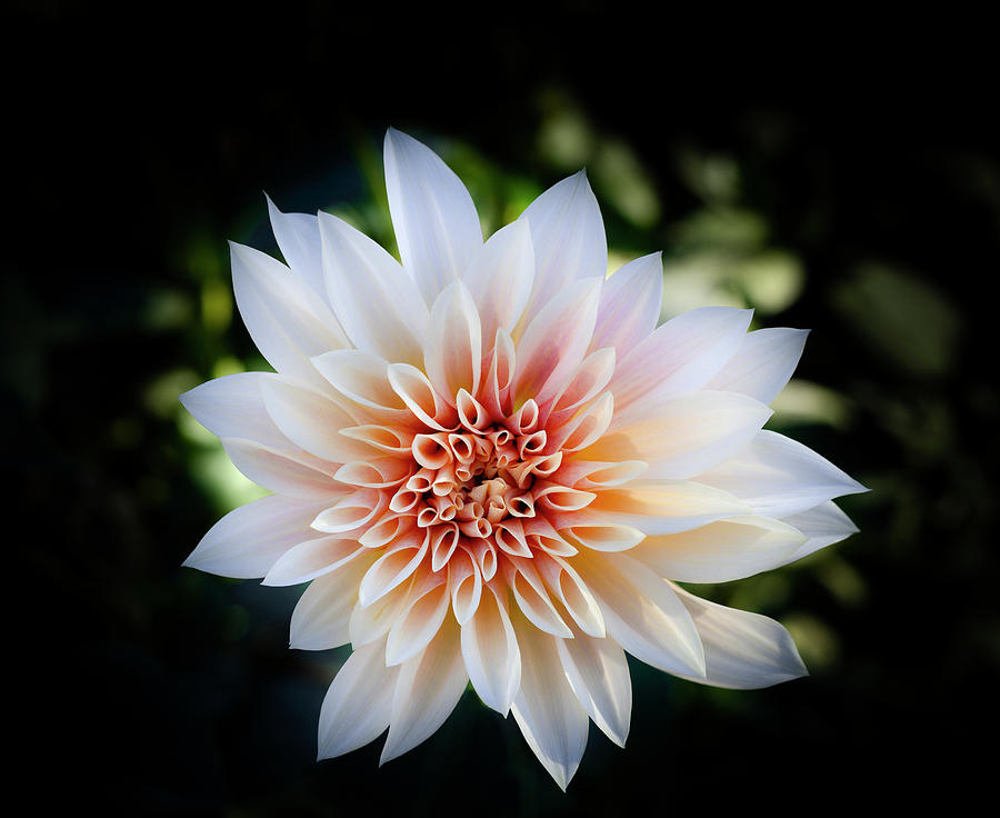 Glowing Dahlia Flower, California, Usa Photograph by Panoramic Images