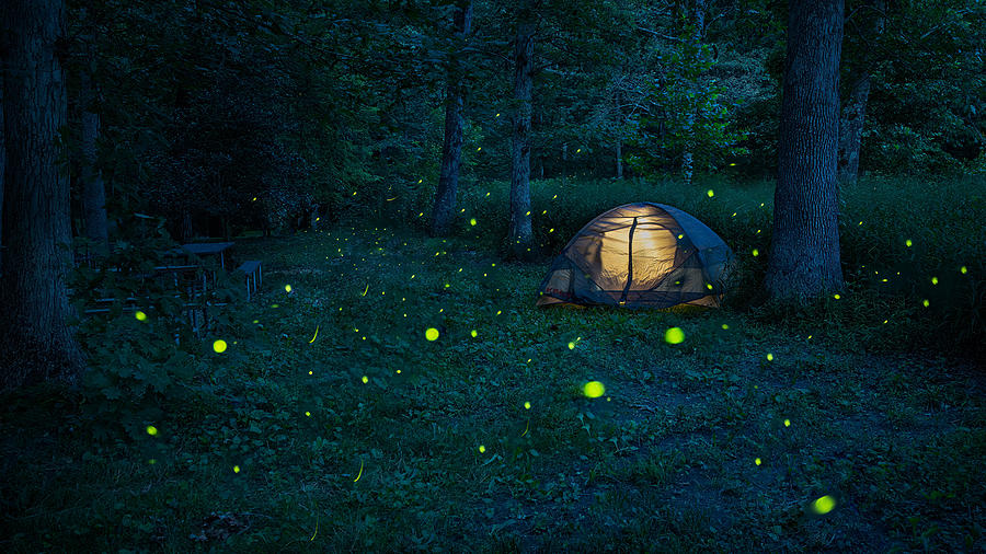 Nature Photograph - Glowing Fireflies On A Summer Night by Rong Wei