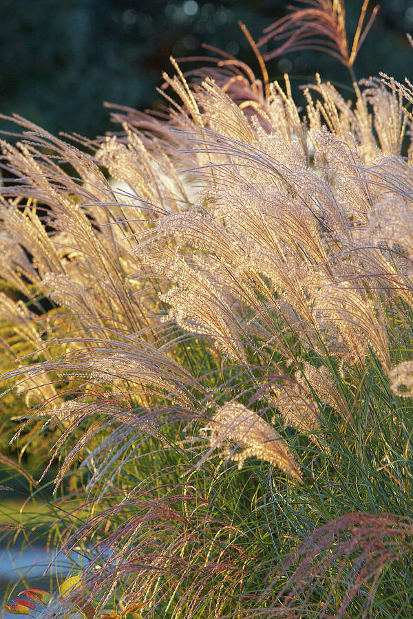 Glowing grasses Photograph by Garden Gate magazine