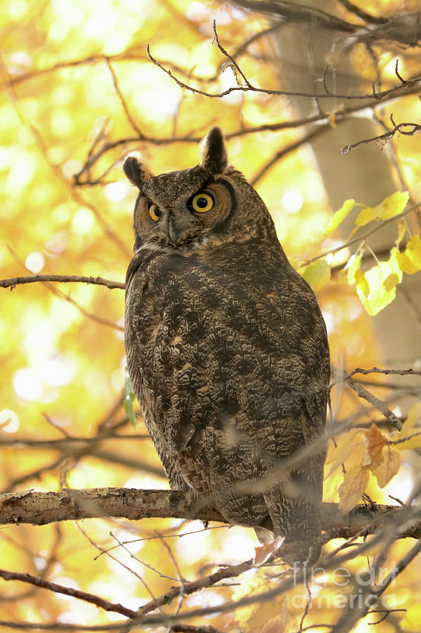 Glowing Great Horned Owl in Yellow Photograph by Carol Groenen