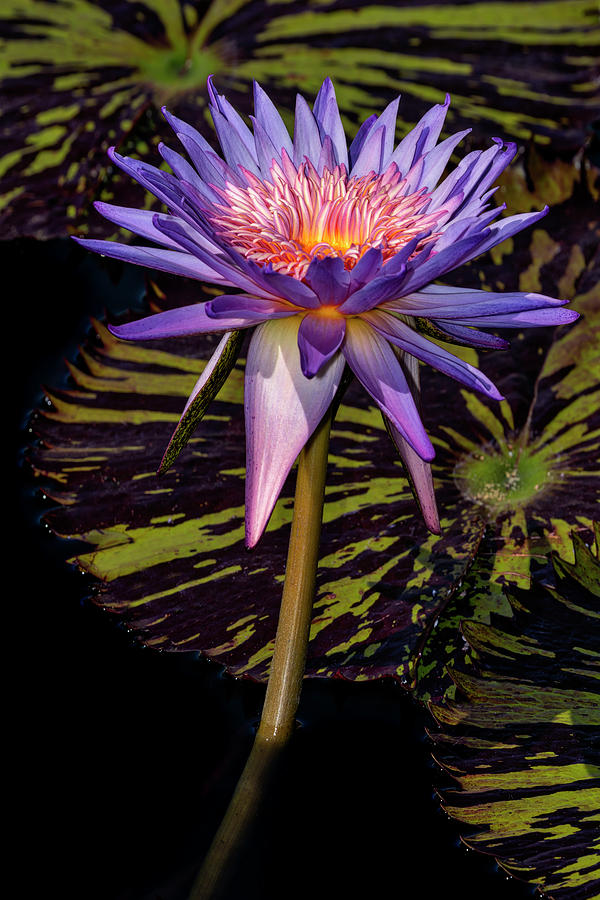 Glowing Heart Waterlily Photograph by Susan Candelario