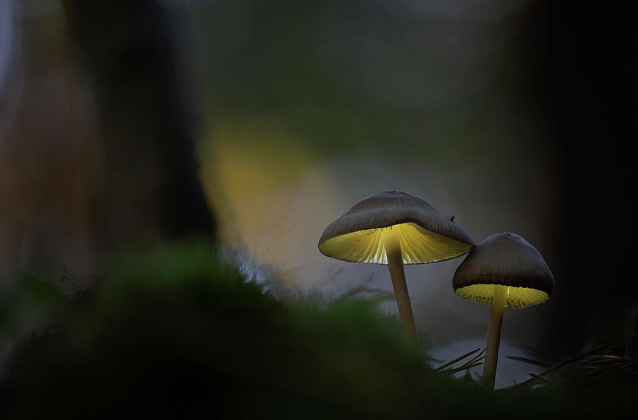 Elf Photograph - Glowing in the dark forest a fairy tale mushroom  by Dirk Ercken