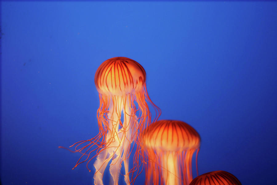 Glowing Jellyfish Under Water Photograph by Indy Randhawa
