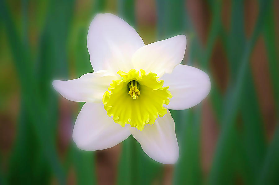 Glowing Jonquilla Daffodil Photograph by Gaby Ethington