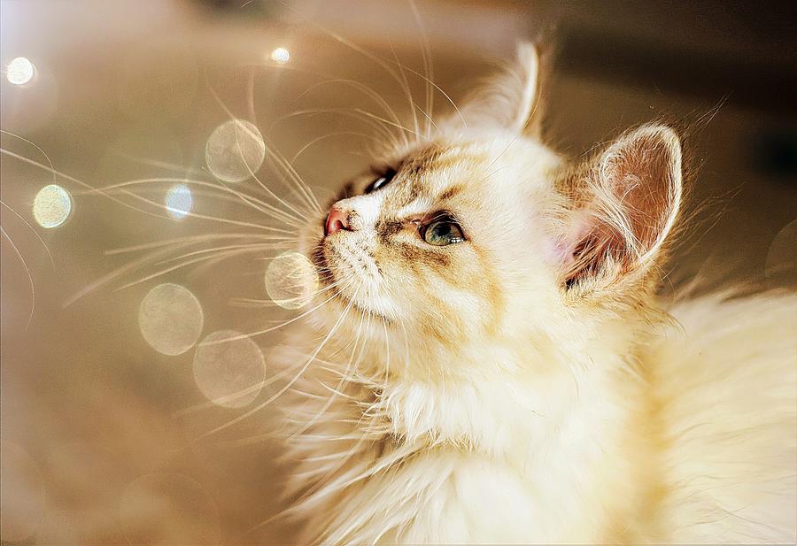 Glowing Kitten Digital Art by Michelle Liebenberg