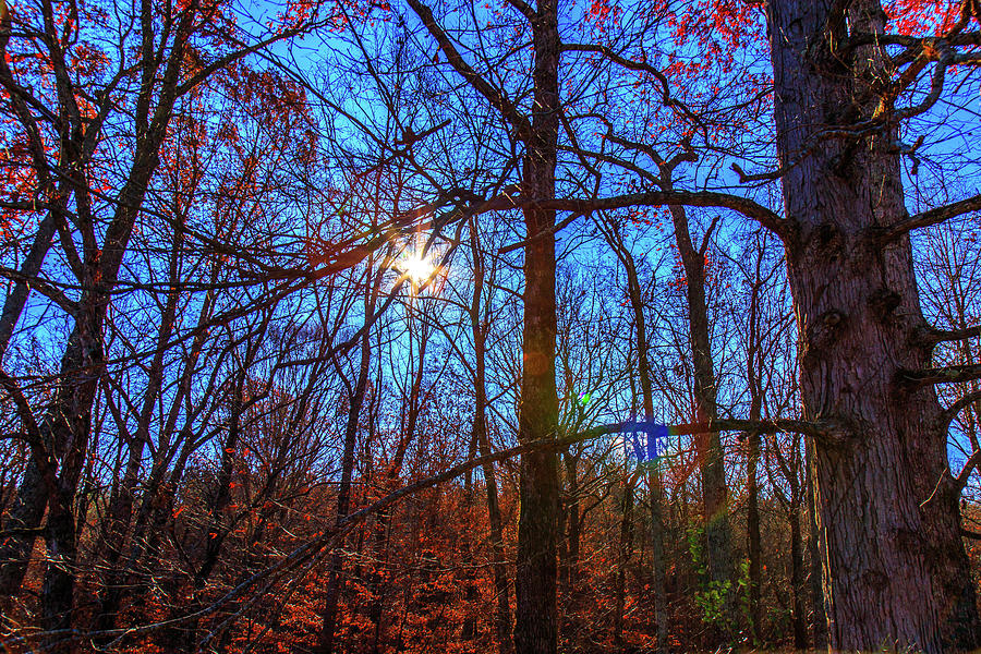 Glowing Leaves Photograph by Doug Camara