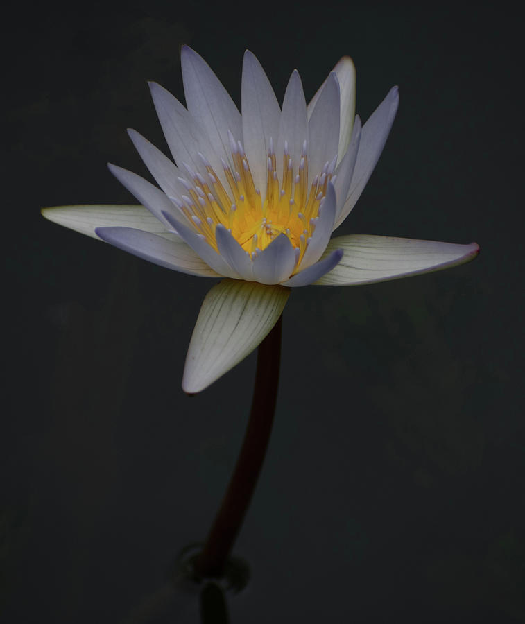 Glowing Lotus Blossom Photograph by Carol Jenks | Fine Art America