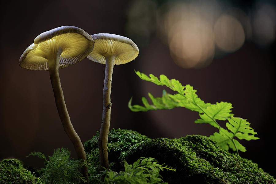Fall Photograph - Glowing mushroom - autumn lanterns by Dirk Ercken