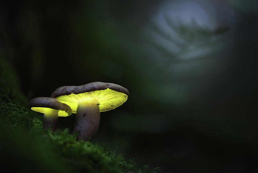 Glowing mushroom lanterns Photograph by Dirk Ercken