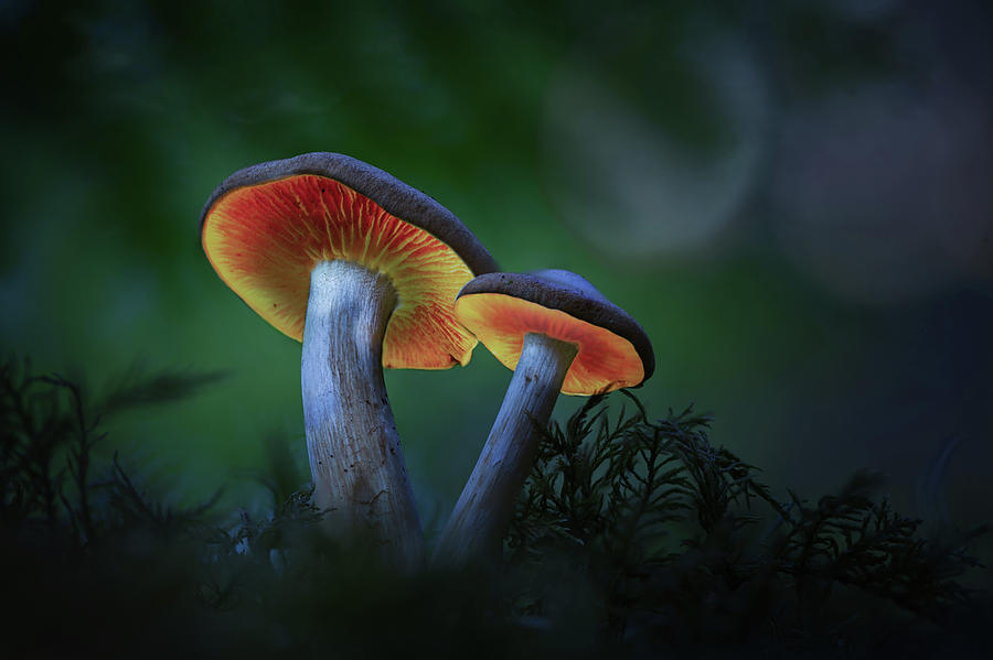 Glowing mushroom lanterns - enchanted autumn forest Photograph by Dirk Ercken