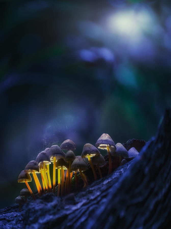 Mushroom Photograph - Glowing Mushrooms by Kirill Volkov