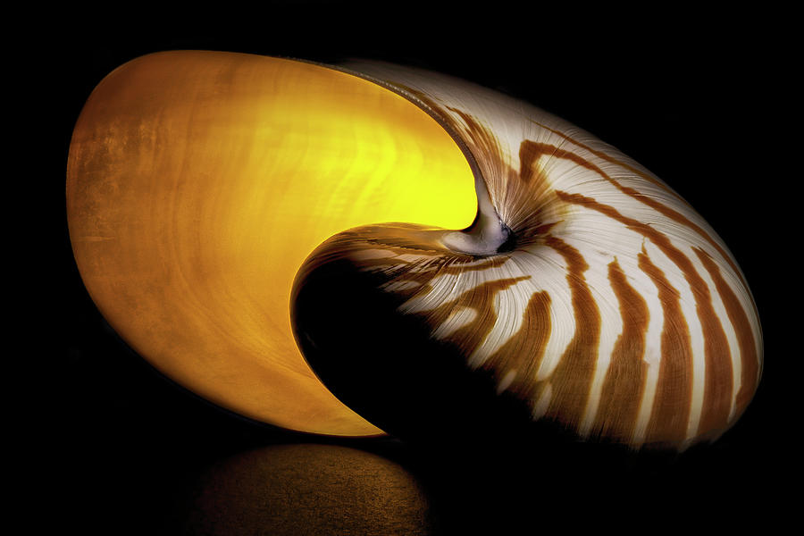 Glowing Nautilus Photograph by Robert Storost | Fine Art America